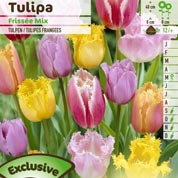tulipes dentelles en melange